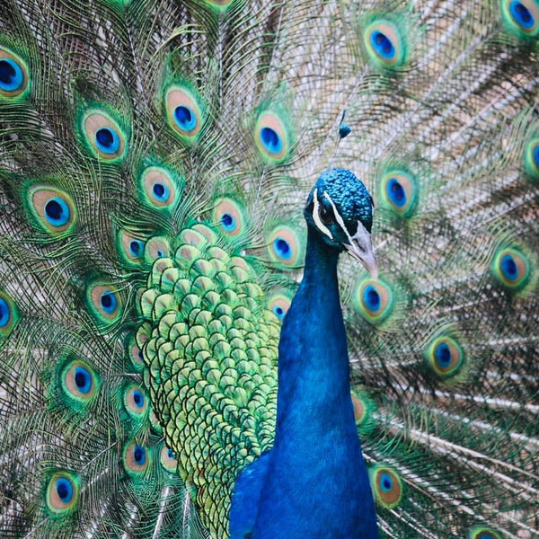 Carolyn’s Glass Creations